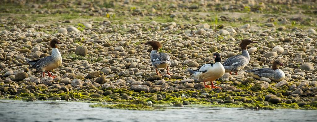Siddhartha Wildlife Retreat Hotel Meghauli Luaran gambar